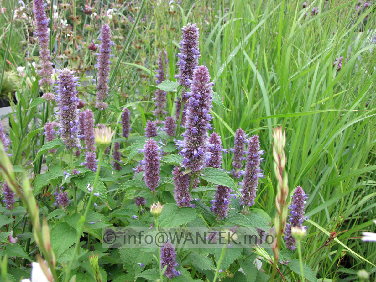 Agastache foeniculum 4.JPG